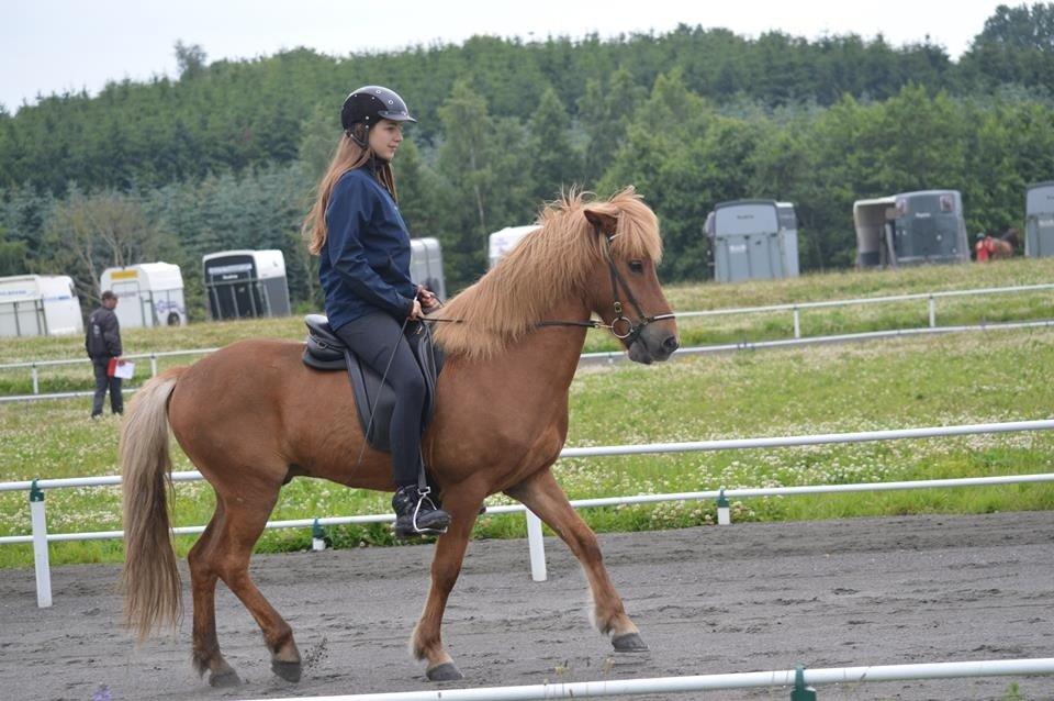 Islænder Dreki fra Hoelgaard billede 20
