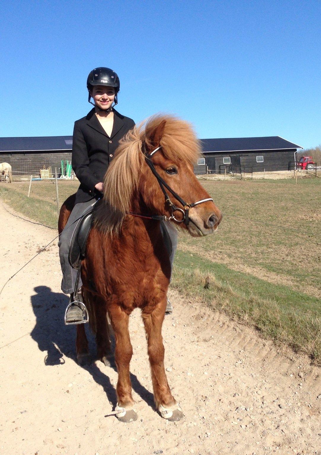 Islænder Dreki fra Hoelgaard billede 17
