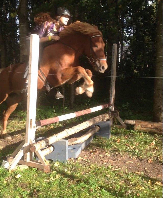 Islænder Dreki fra Hoelgaard billede 19