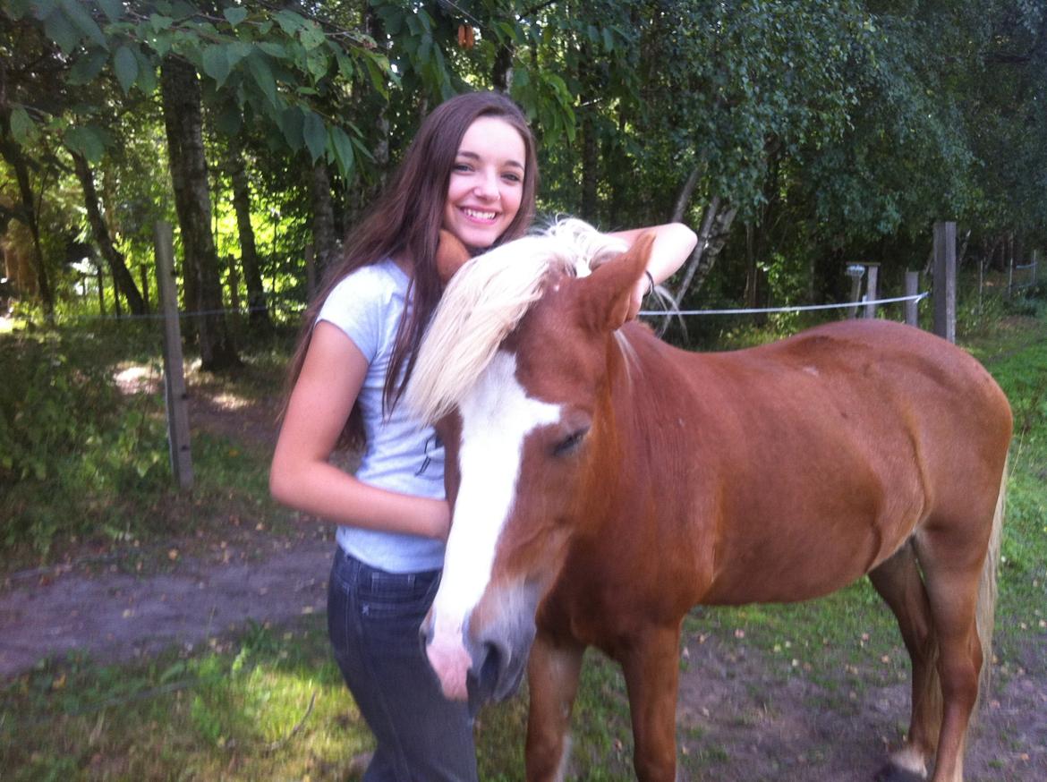 Islænder Elja af skovbogaard (Himmelhest) billede 9