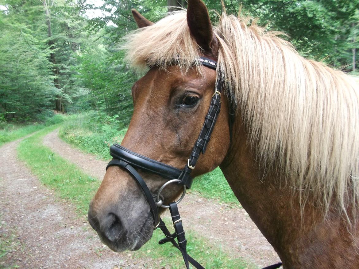 Islænder Frigg fra Thorsgaard - Min stjerne :D elsker dig Tøsen! ♥ billede 1