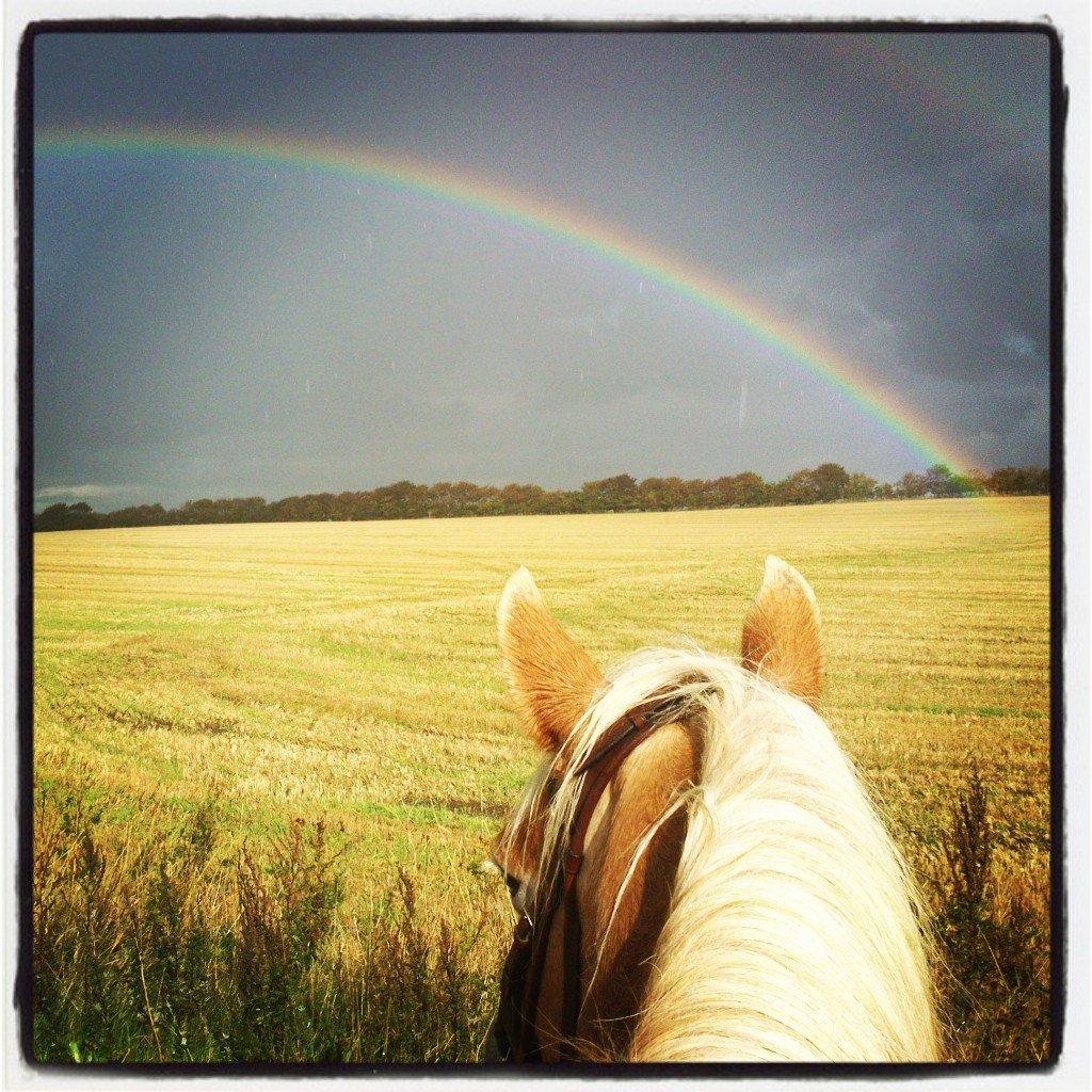 Haflinger Katinka - Dejlig genoptræningstur i regnvejr d. 19.09.2013 <3 Tror snart hun er klar igen (-: billede 5