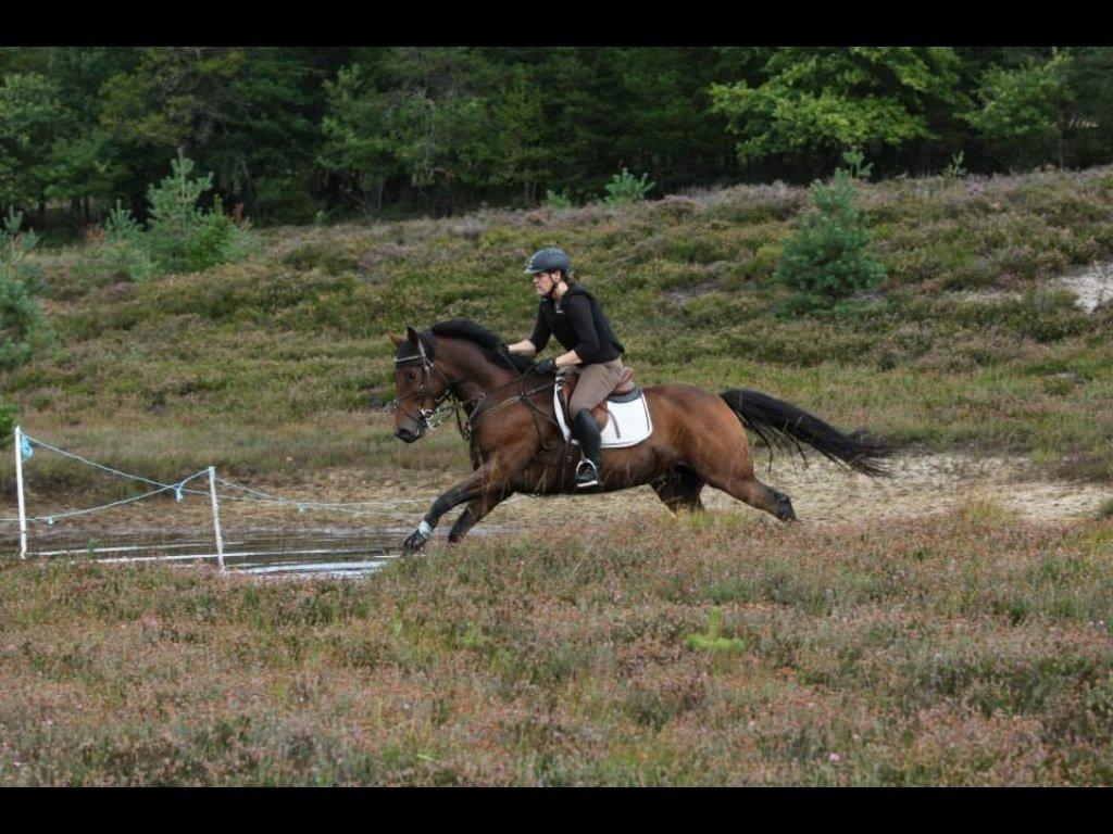 Anden særlig race Santos billede 18