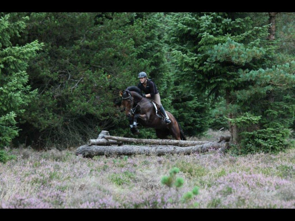 Anden særlig race Santos billede 19