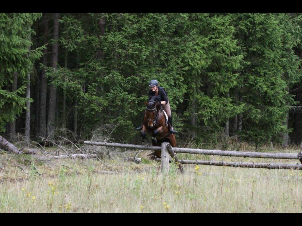 Anden særlig race Santos billede 20