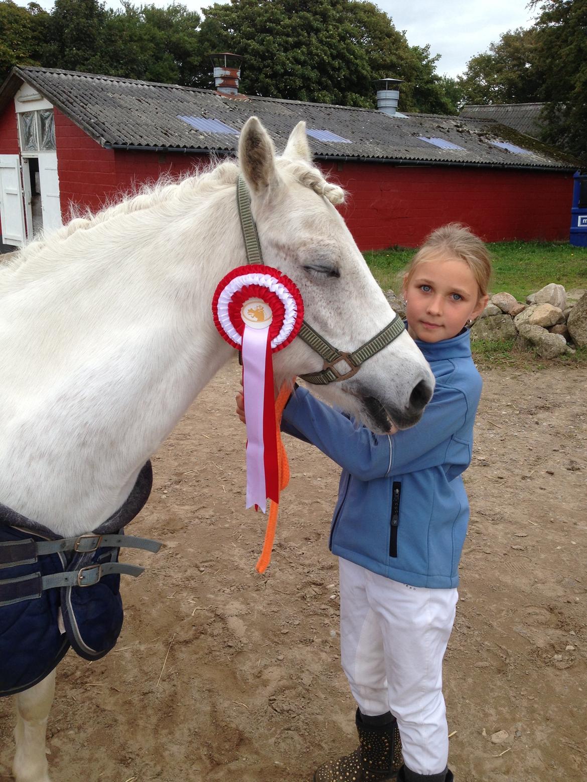 Welsh Pony (sec B) Speedy Gonzarles billede 21