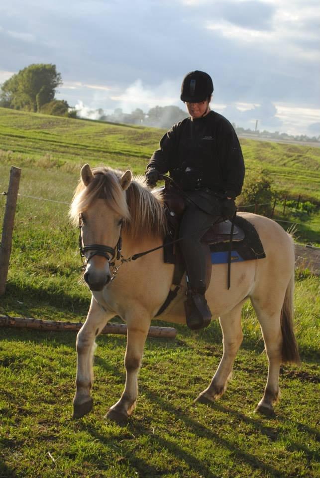 Fjordhest figther billede 25