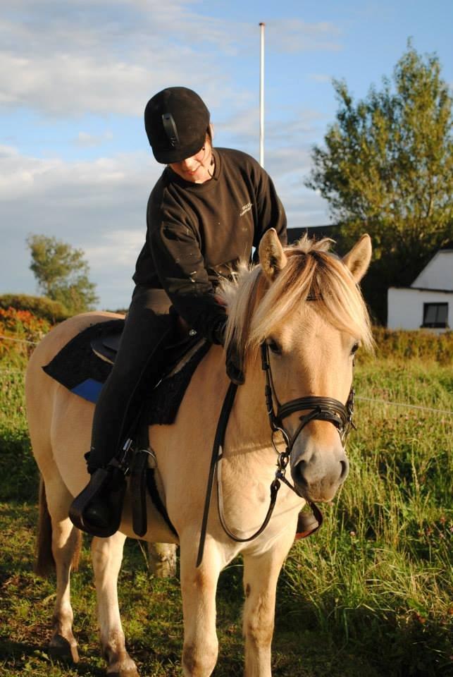 Fjordhest figther billede 26