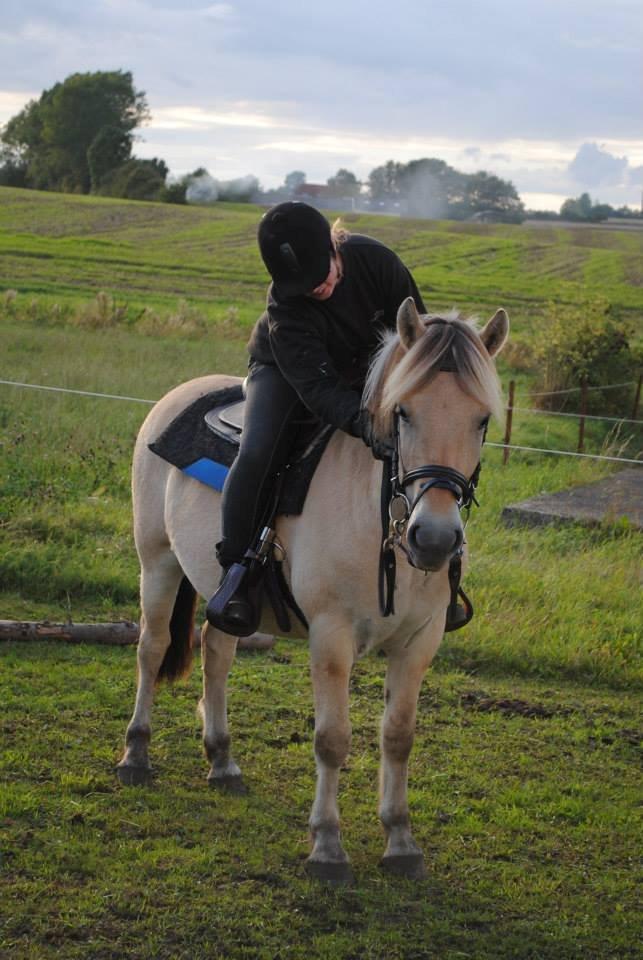 Fjordhest figther billede 27