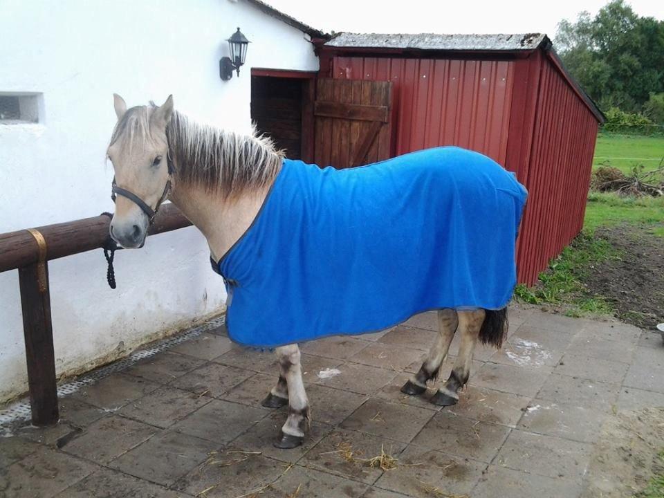 Fjordhest figther - figther blev vasket for første gang den 2013 og det gik rigtig fint billede 30