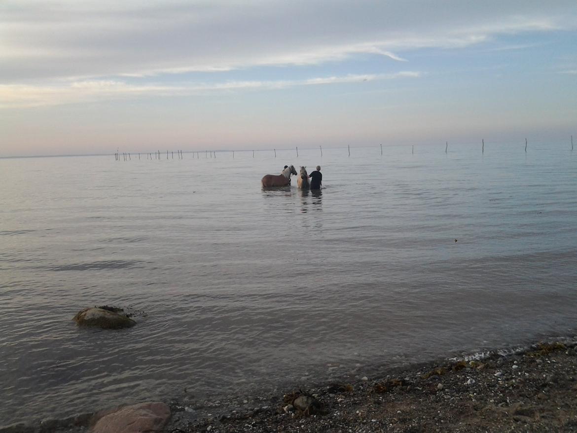 Fjordhest figther - figther og alf i vandet for første gang i sommeren 2013 billede 24