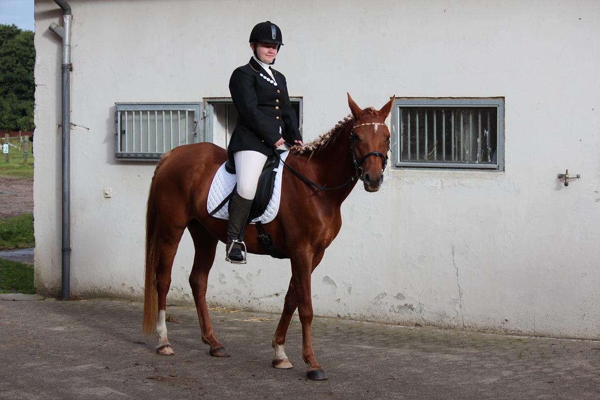 Arabisk fuldblod (OX) Zakiyah El Azraff - Zakiyah's første stævne :) billede 1