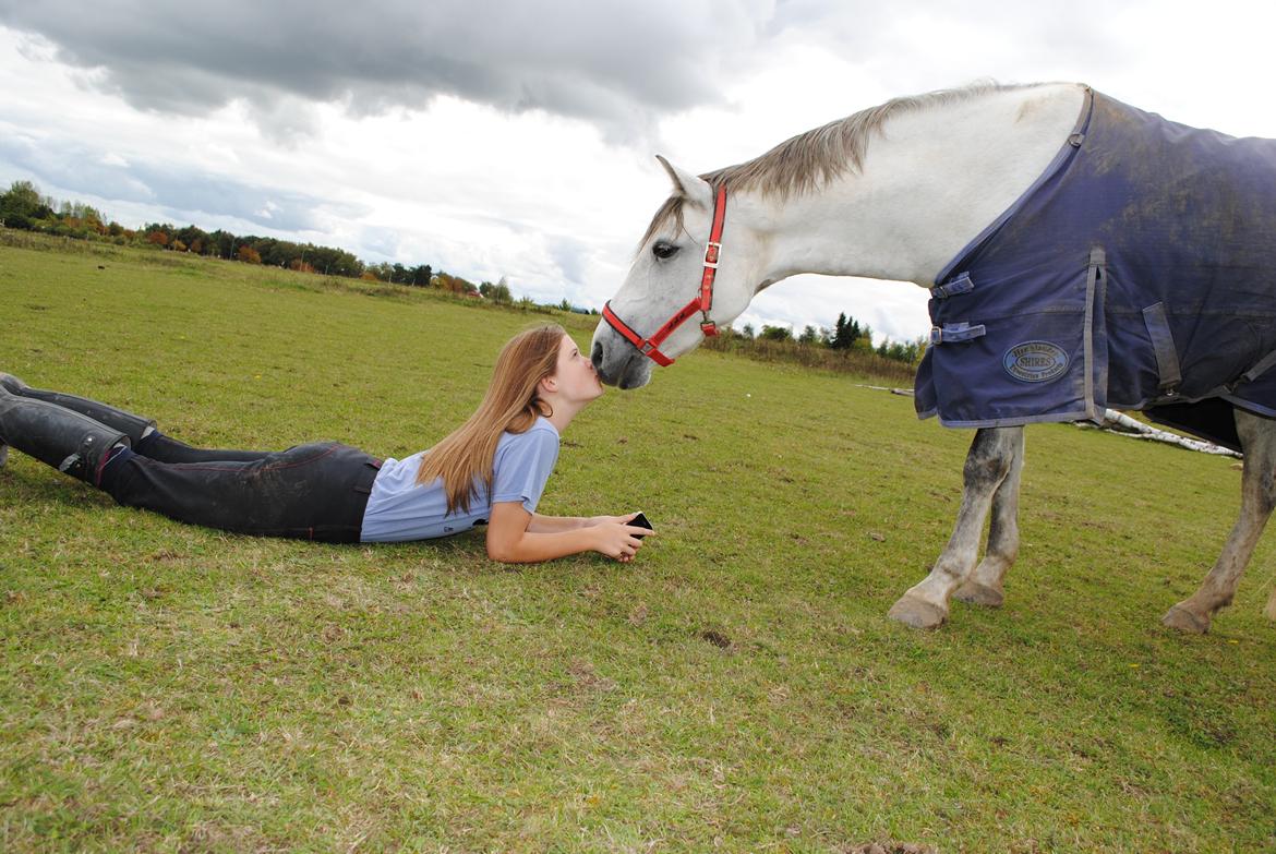 Shagya Araber (SH) Emely - Yndlings billede! <3 billede 12