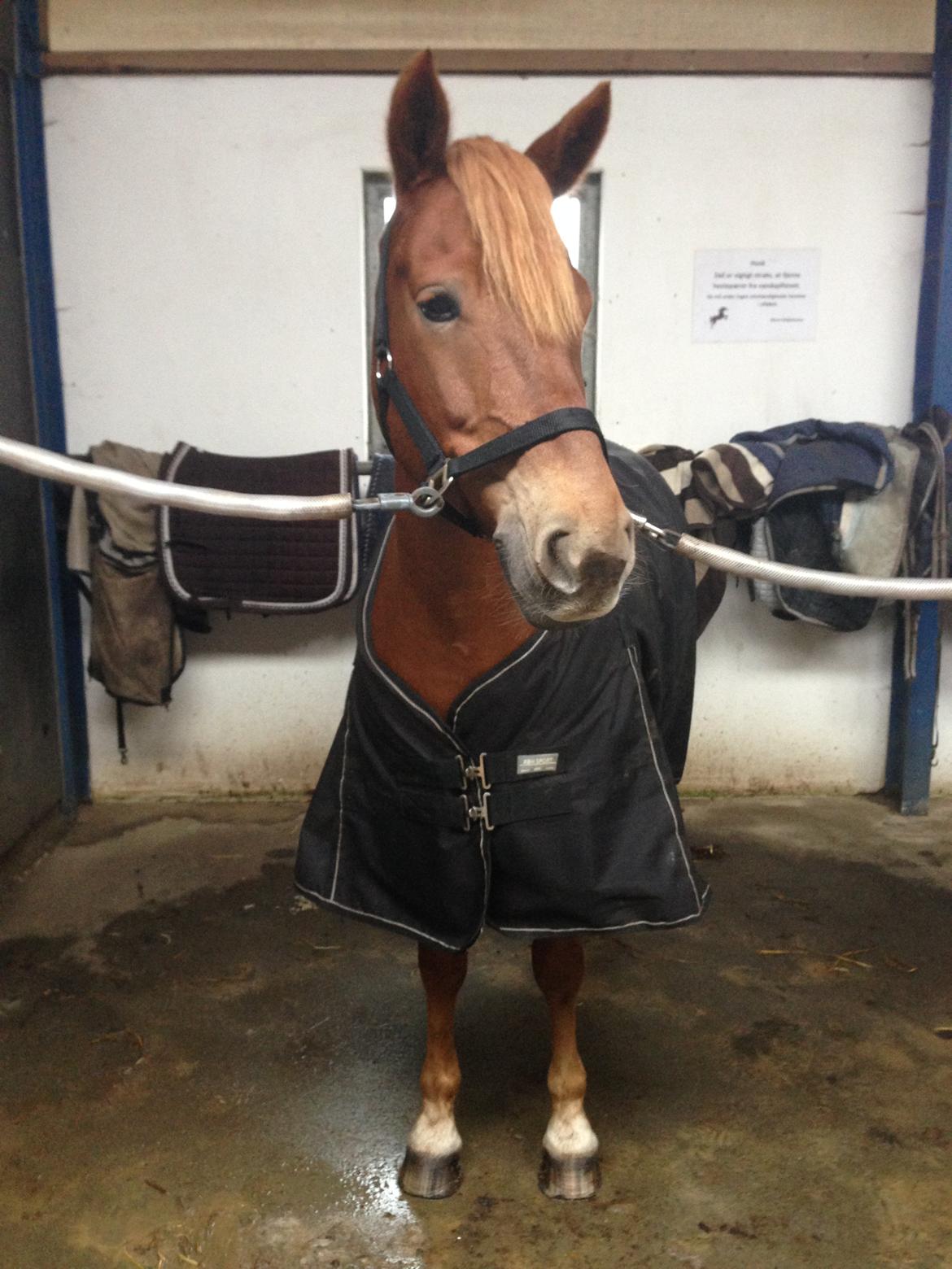 New Forest Spirit (Tidl. part) - Lækkermåsen billede 10