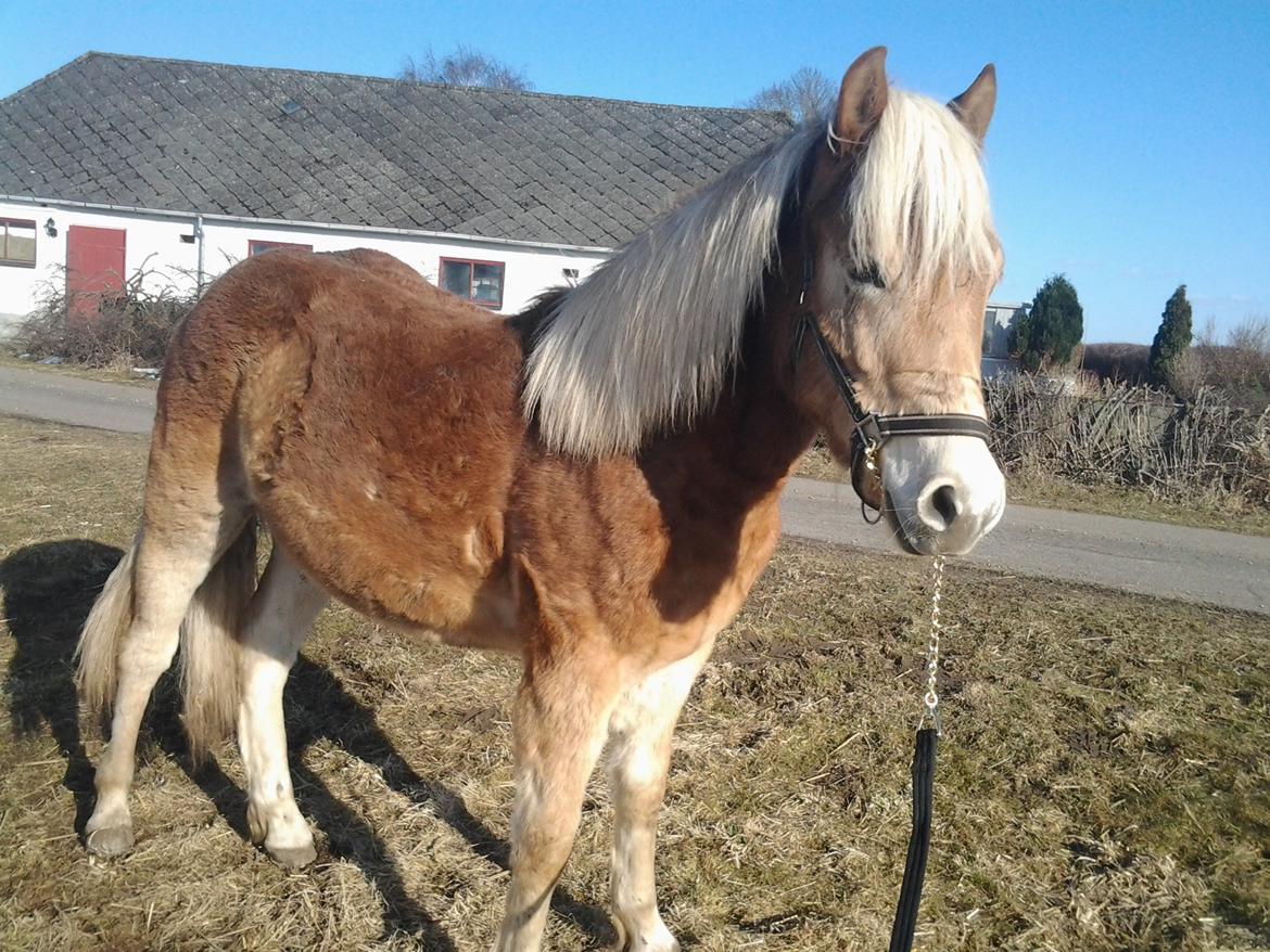 Haflinger alf lindegaard billede 16