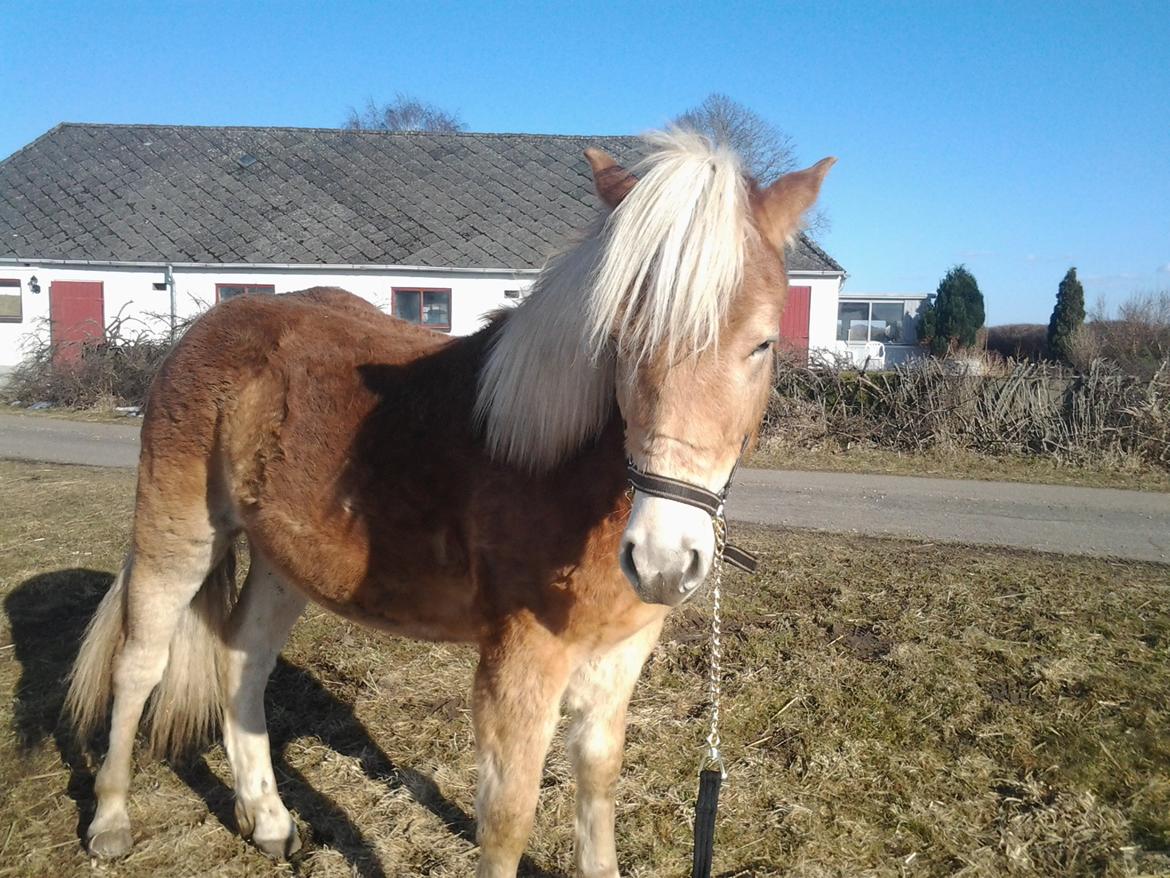 Haflinger alf lindegaard billede 17