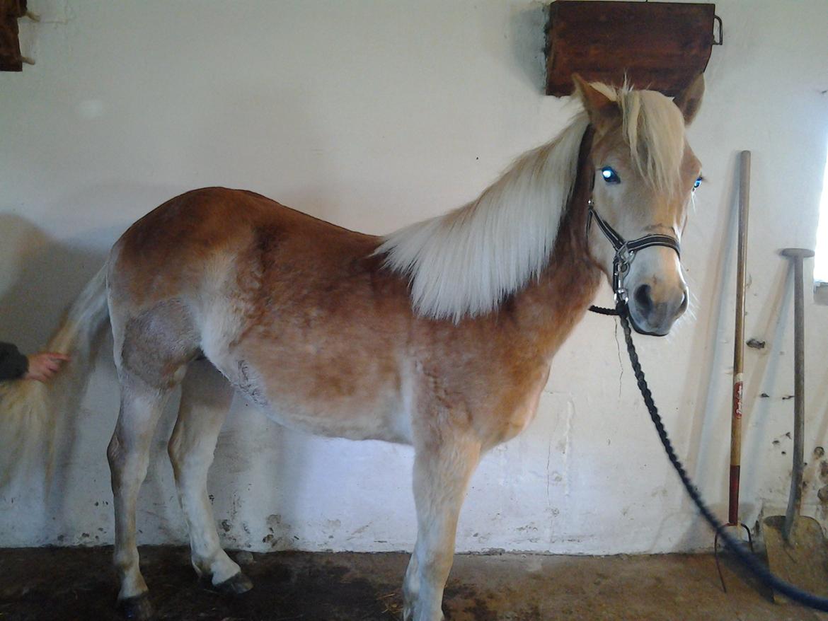 Haflinger alf lindegaard billede 18