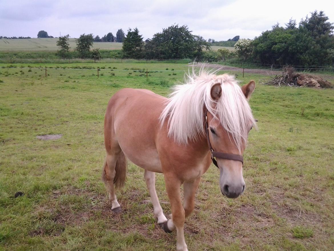 Haflinger alf lindegaard - 2013 billede 19