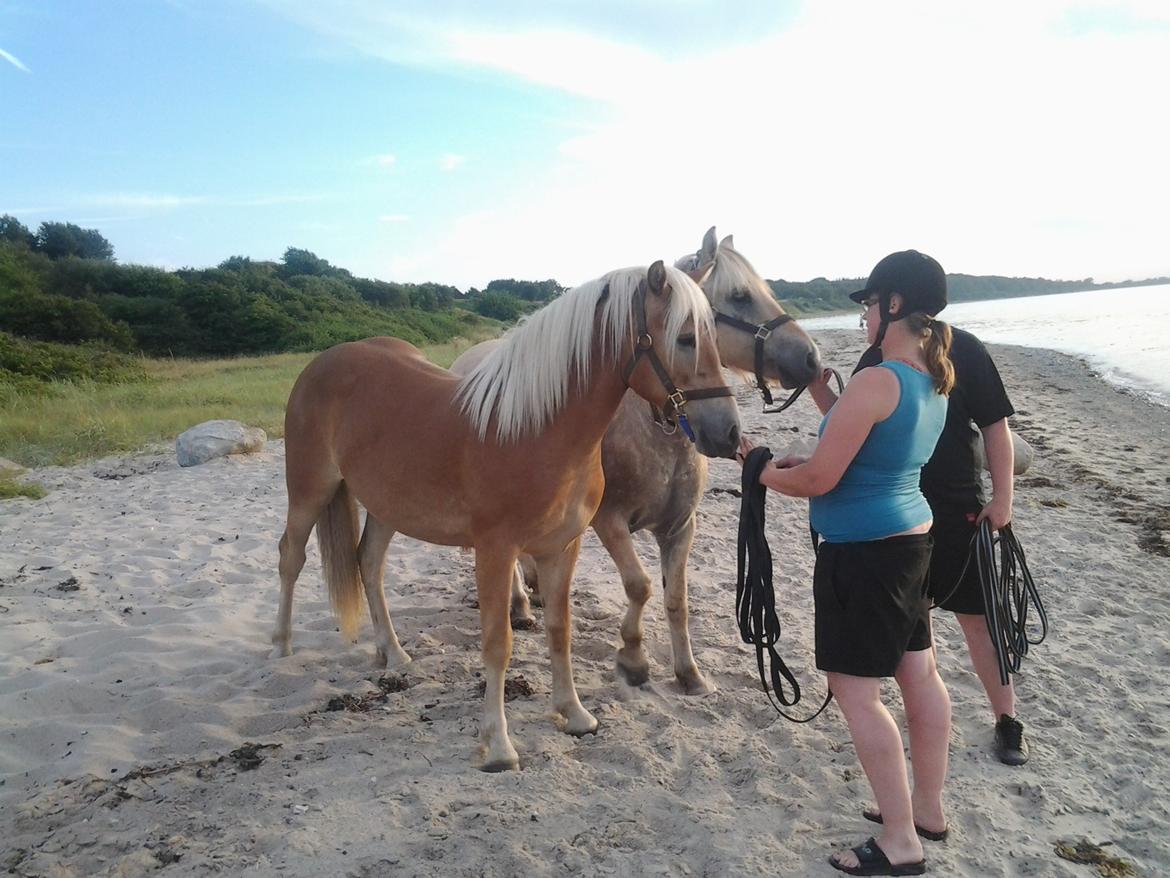 Haflinger alf lindegaard - 2013 billede 20
