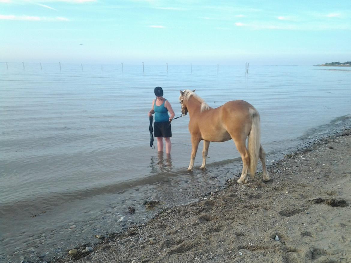 Haflinger alf lindegaard - det tog kun 5 min så gik lille lorten i vandet billede 21