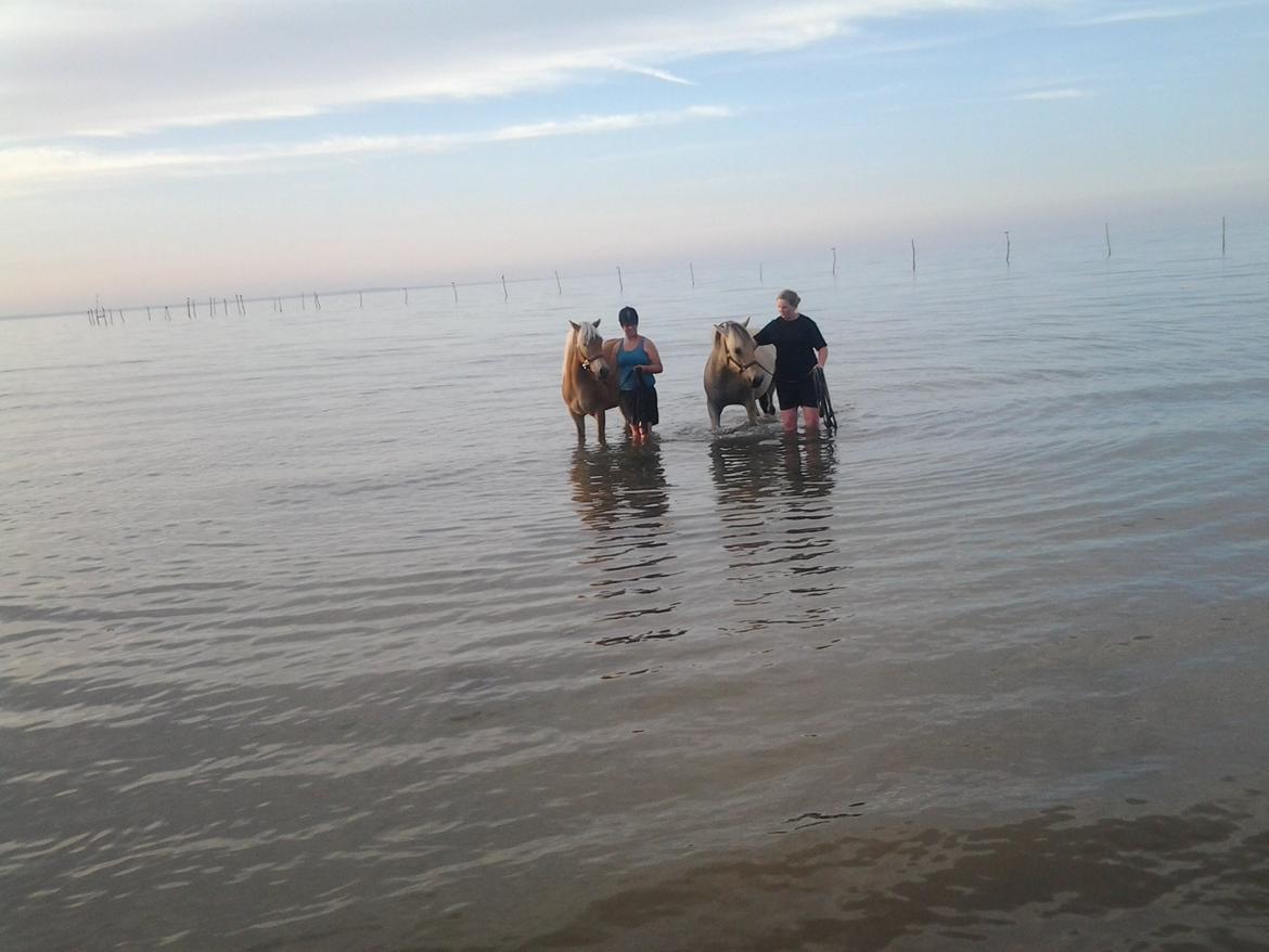 Haflinger alf lindegaard billede 22