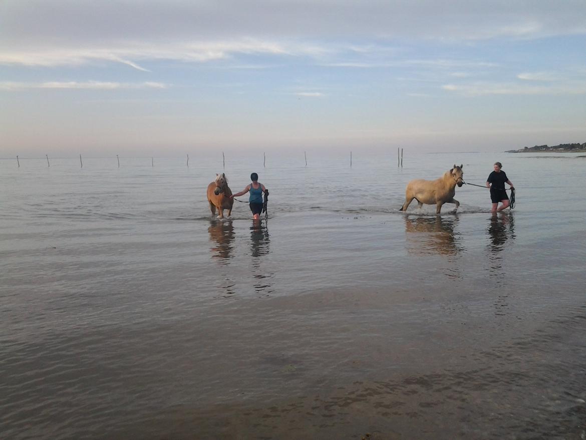 Haflinger alf lindegaard billede 23