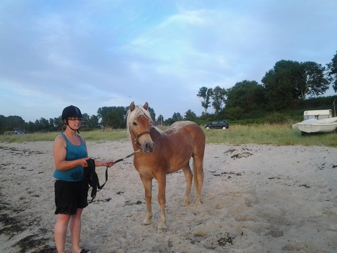 Haflinger alf lindegaard billede 24