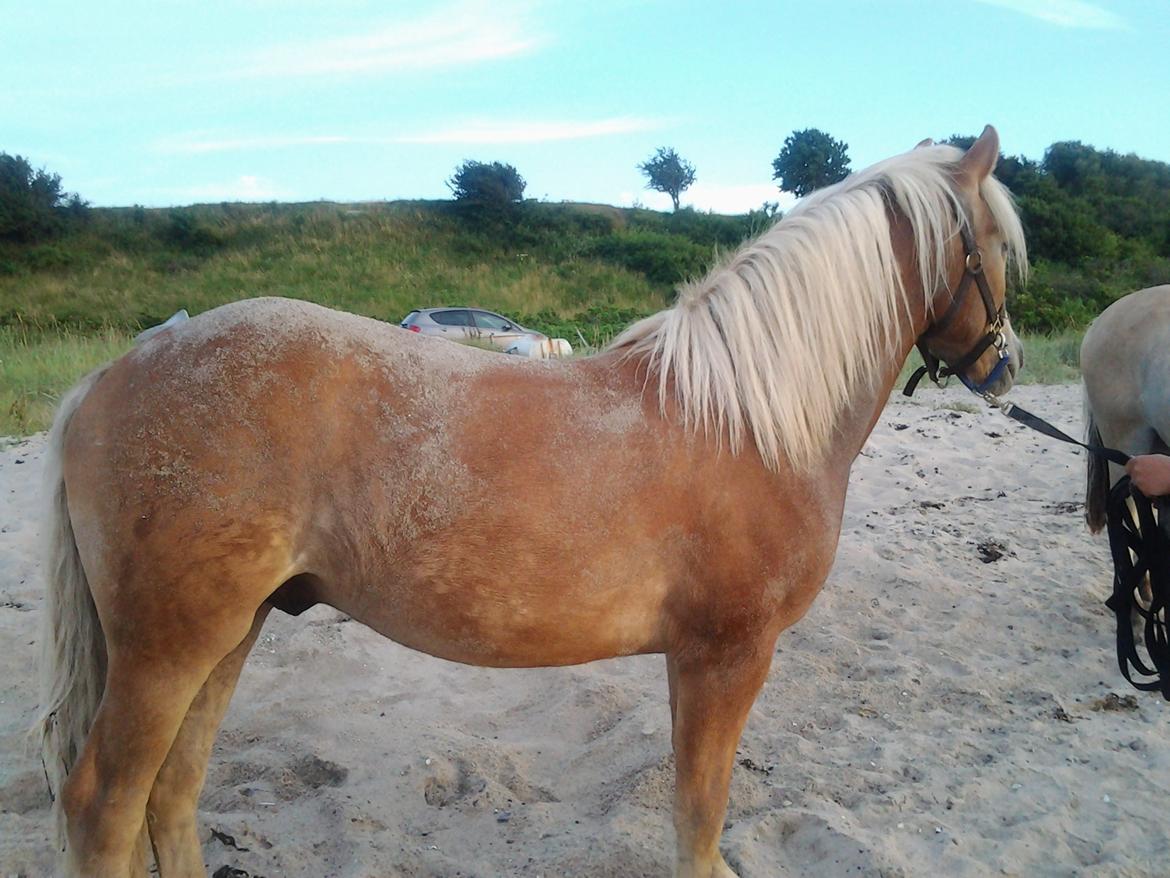 Haflinger alf lindegaard billede 26