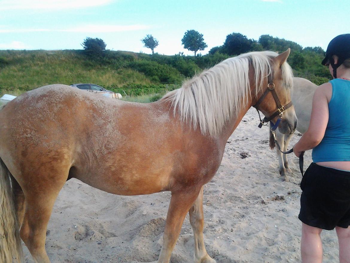 Haflinger alf lindegaard - alf har lige rullet sig i sandet efter en tur i havet billede 25