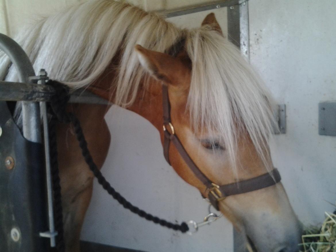 Haflinger alf lindegaard - alf alene i traileren for første gang billede 27