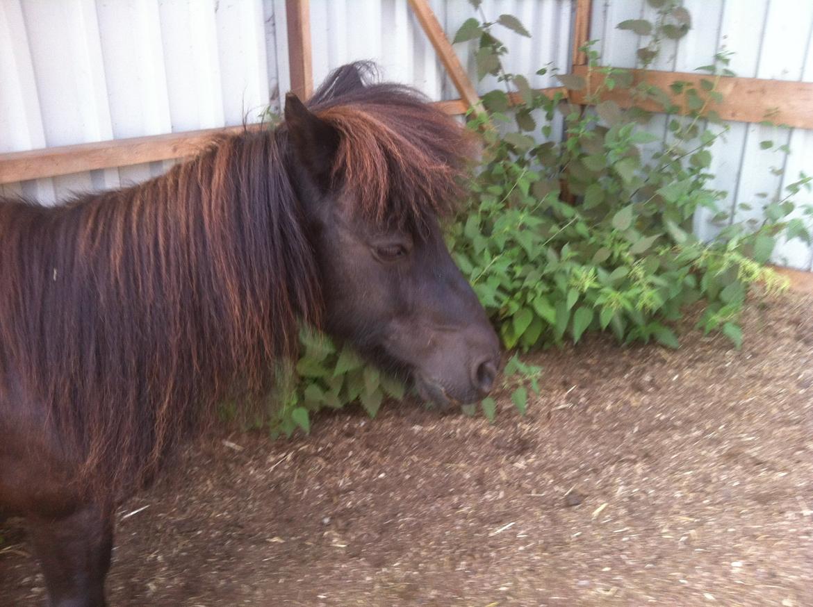 Shetlænder Paw af Ellebrud (himmelhest) billede 19