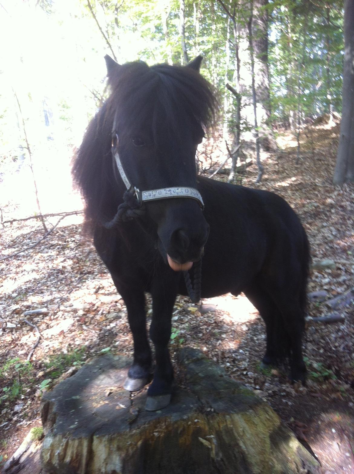 Shetlænder Paw af Ellebrud (himmelhest) billede 6