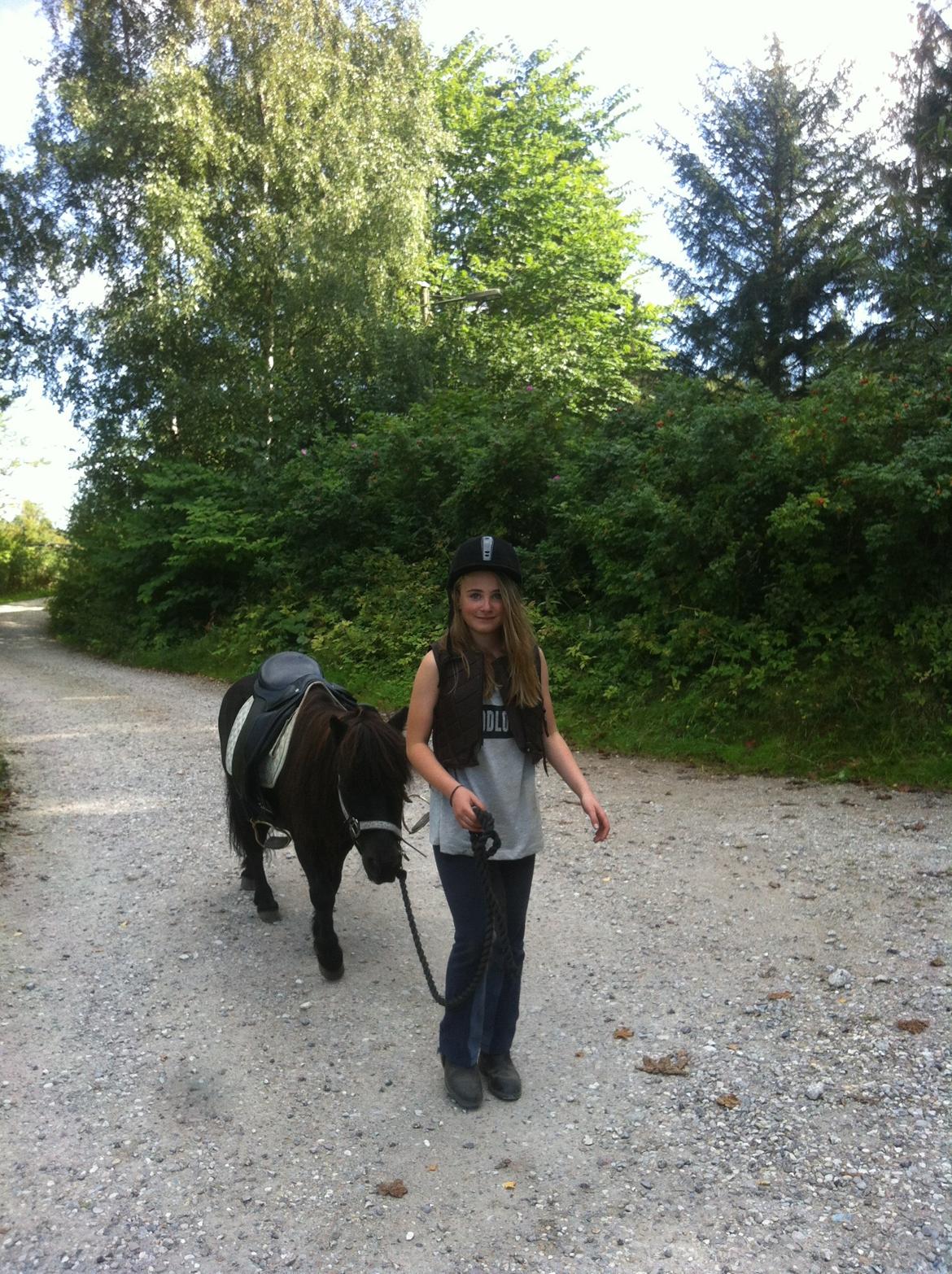 Shetlænder Paw af Ellebrud (himmelhest) billede 20