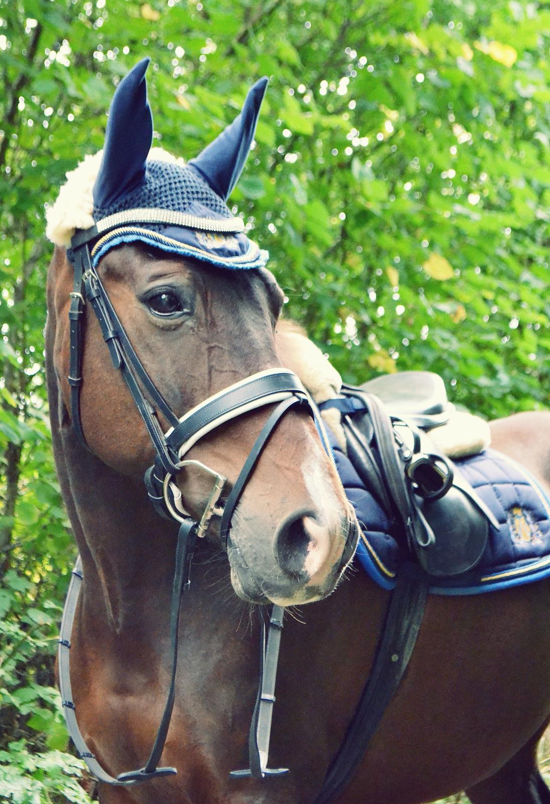 Fuldblod (XX) Fly - Min prins<3 - 21/09/2013 billede 7