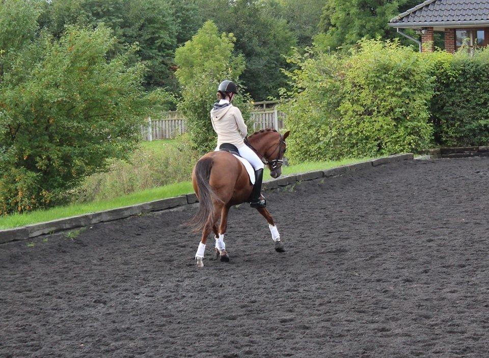 Hollandsk Sportspony Orchid's Marinja B-pony billede 11