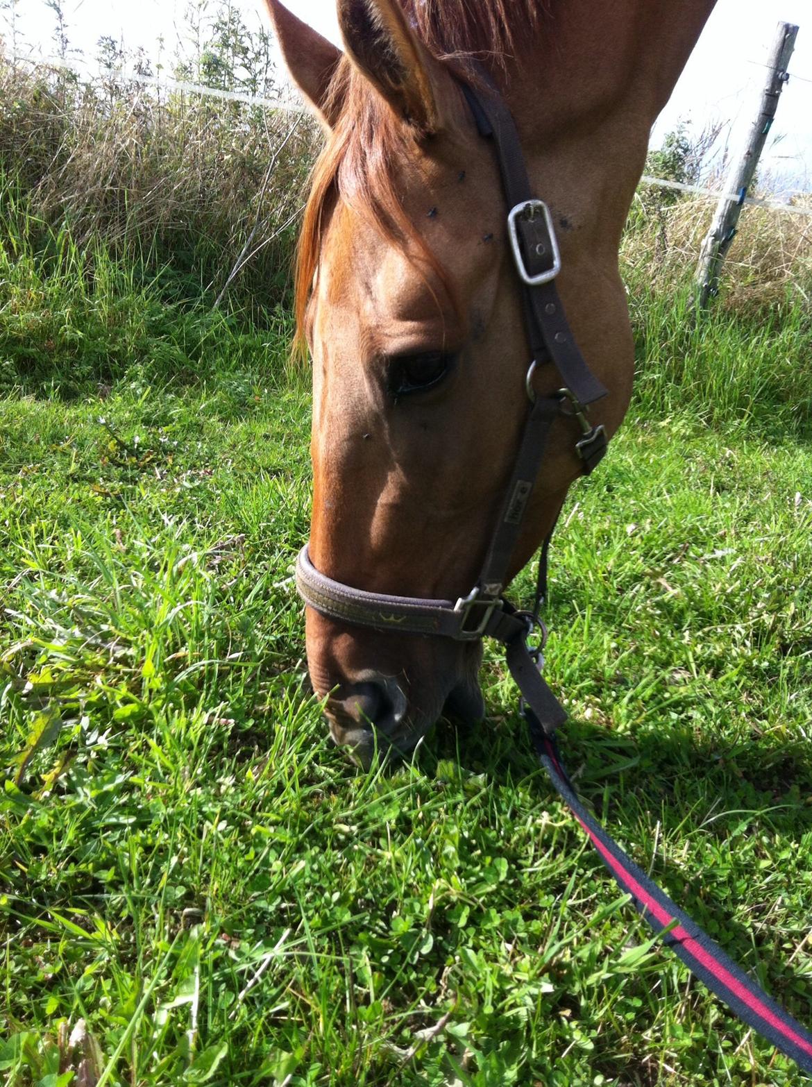 Anden særlig race Snebjerggaards Sweet Papaya billede 7