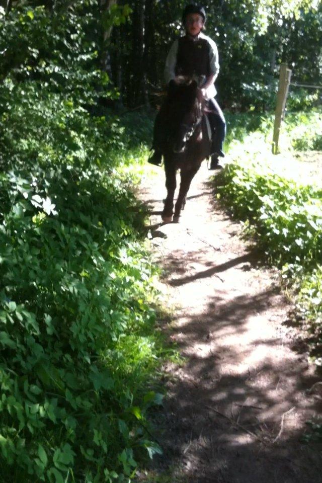 Anden særlig race Mønstergårdens Whisper In The Dark (himmelhest) billede 4