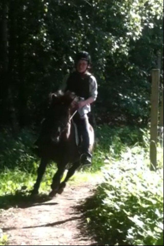 Anden særlig race Mønstergårdens Whisper In The Dark (himmelhest) - første galop på den nytilredede hest! :D
3 år. billede 5