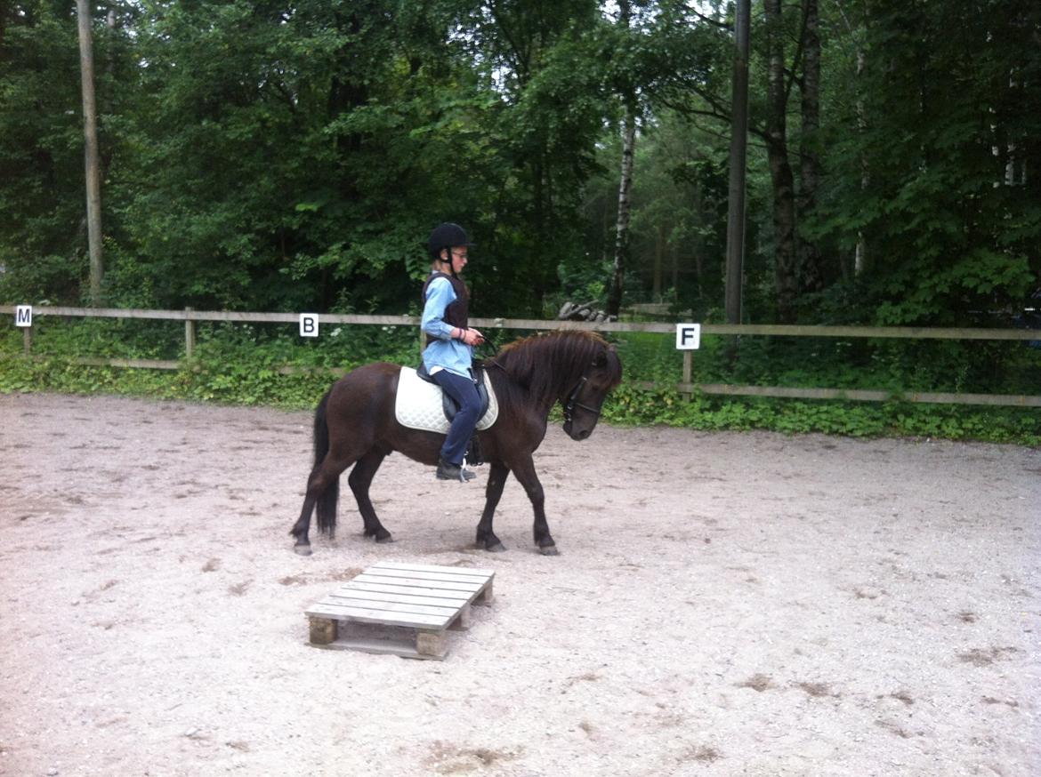 Anden særlig race Mønstergårdens Whisper In The Dark (himmelhest) - træning på ridelejr

fyldt 4 billede 6