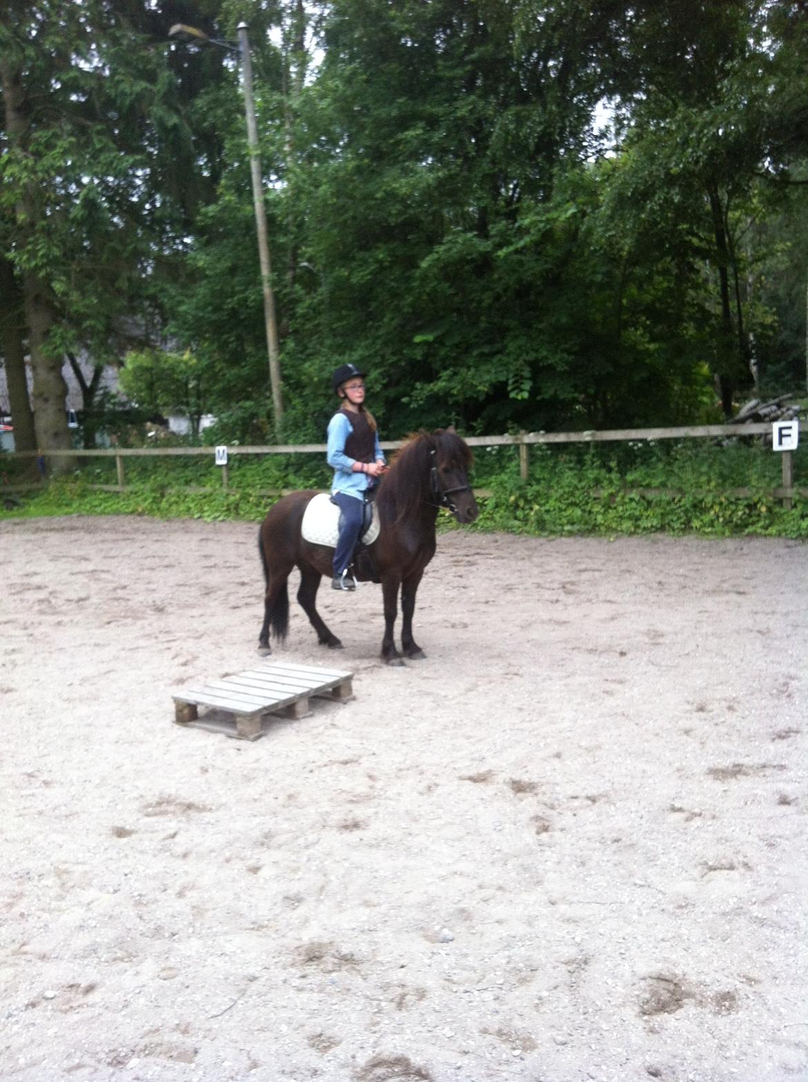 Anden særlig race Mønstergårdens Whisper In The Dark (himmelhest) billede 1