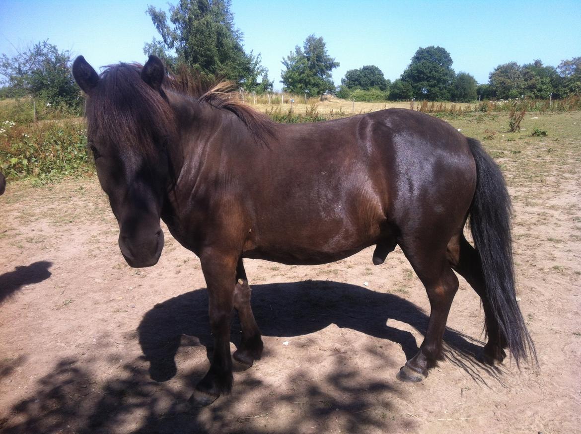 Anden særlig race Mønstergårdens Whisper In The Dark (himmelhest) billede 8