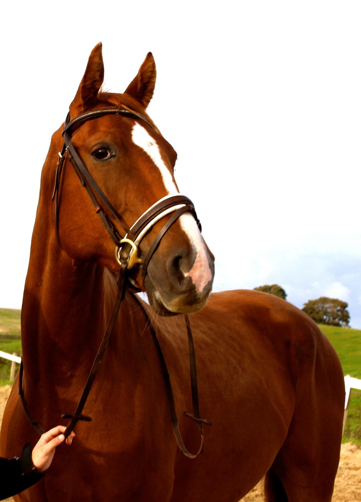 Tysk Varmblod Romeo Herkules (Solgt) - September 2013. Min elskede skat <3 billede 20