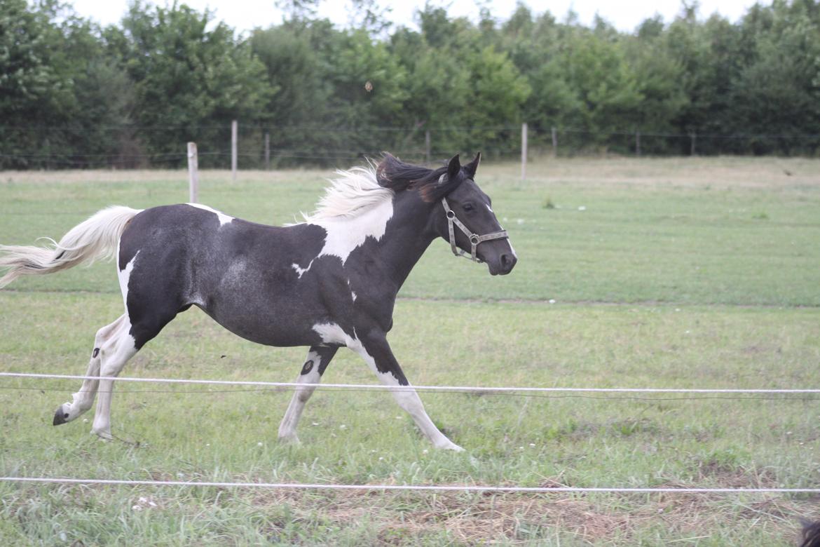 Pinto Moesgaards Baloo. - August 2013. billede 25