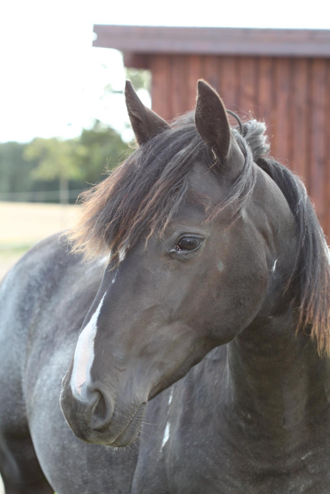 Pinto Moesgaards Baloo. - August 2013. billede 26