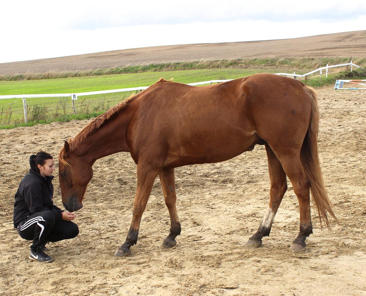 Tysk Varmblod Romeo Herkules (Solgt) billede 8