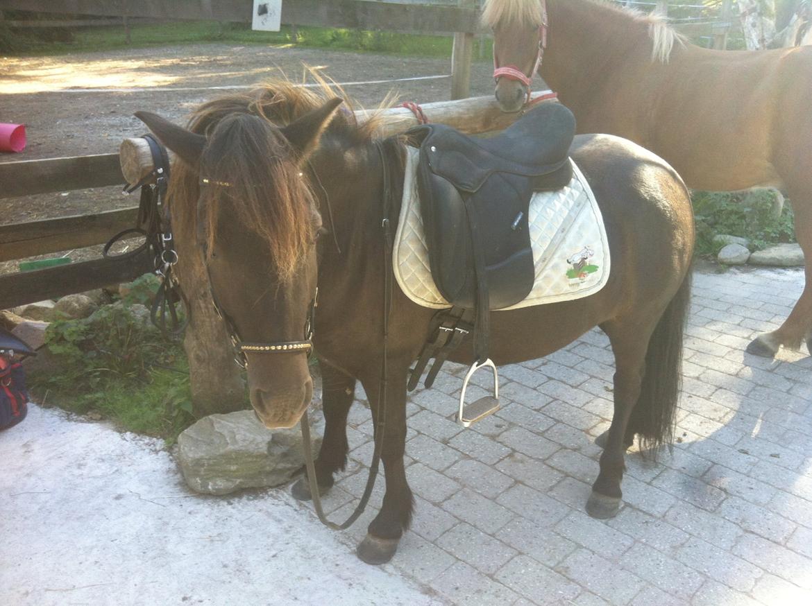 Anden særlig race Mønstergårdens Whisper In The Dark (himmelhest) billede 11