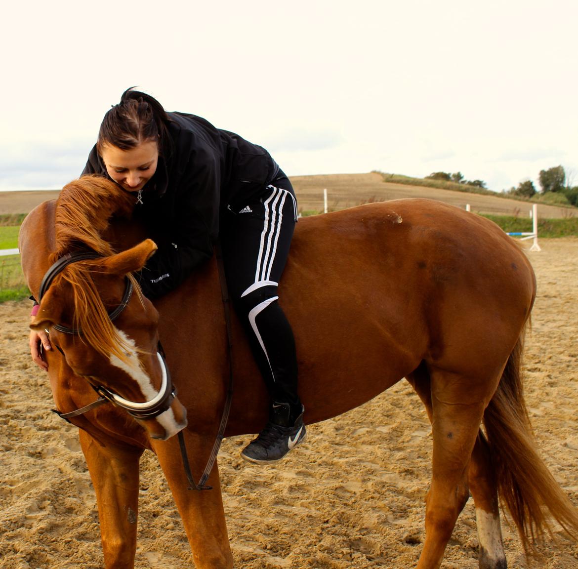 Tysk Varmblod Romeo Herkules (Solgt) billede 11