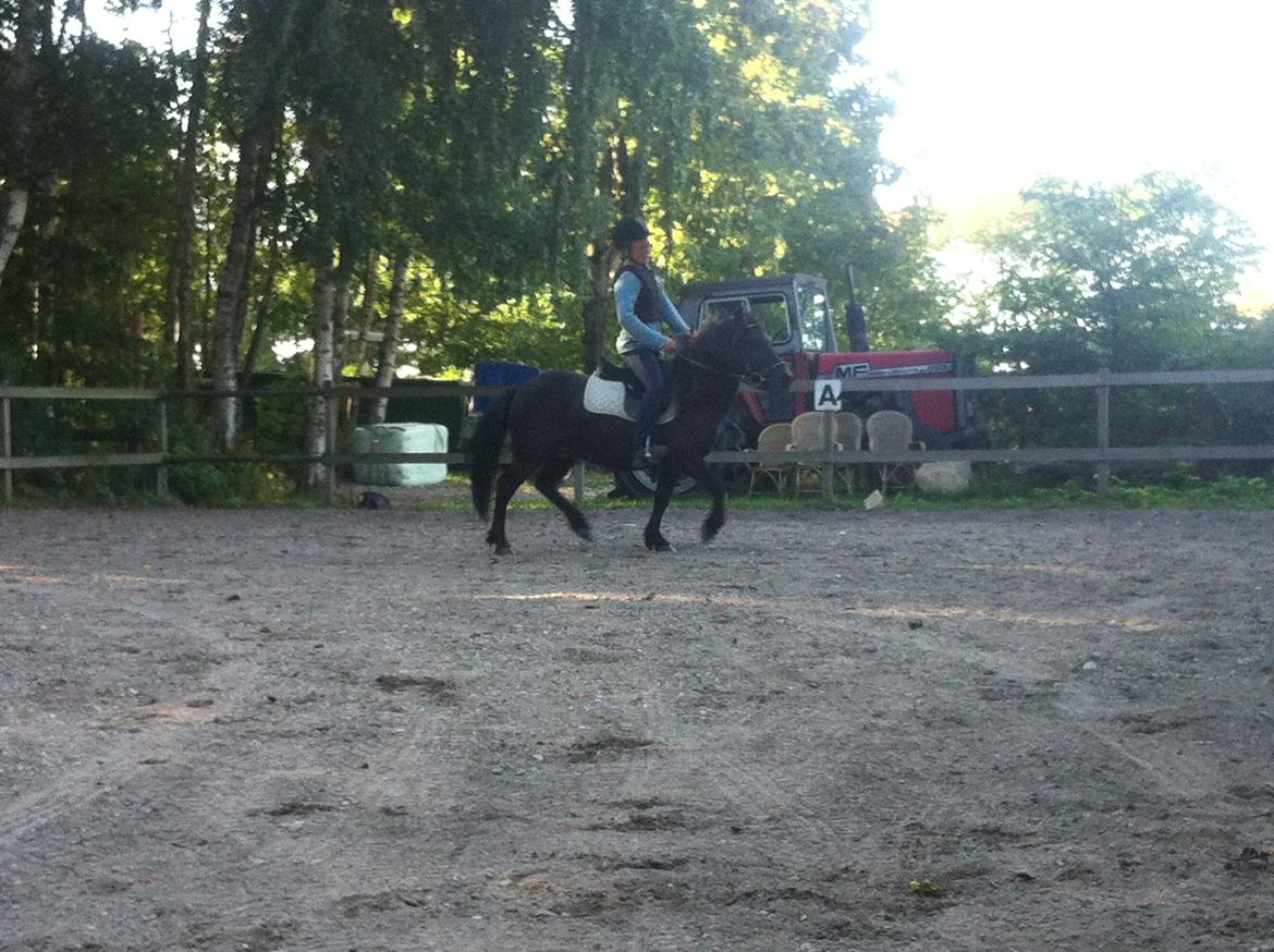 Anden særlig race Mønstergårdens Whisper In The Dark (himmelhest) billede 13