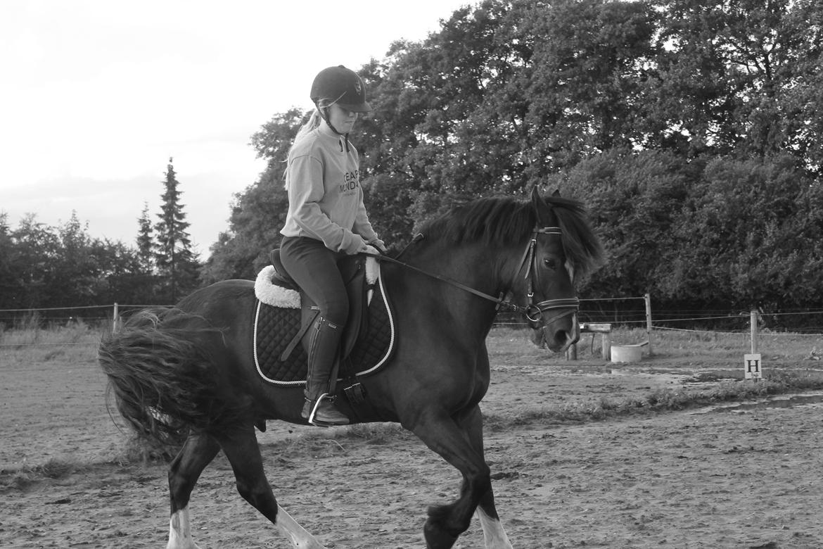 Welsh Pony af Cob-type (sec C) Chameur! - ENDELIG fandt jeg hans dressur knap!  billede 5