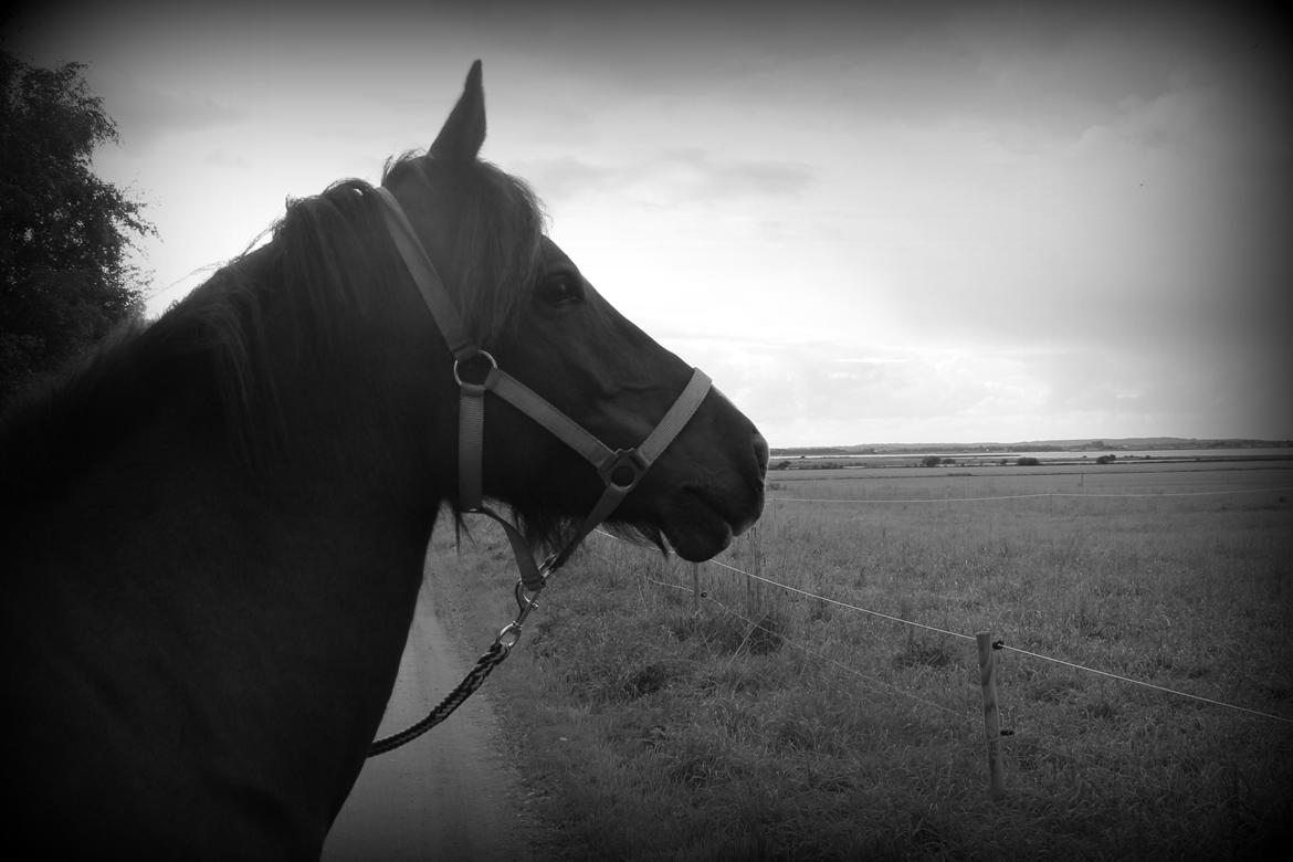 Welsh Pony af Cob-type (sec C) Chameur! - My best friend is black and white.. org jeg gasser. Det redigeret billede 6